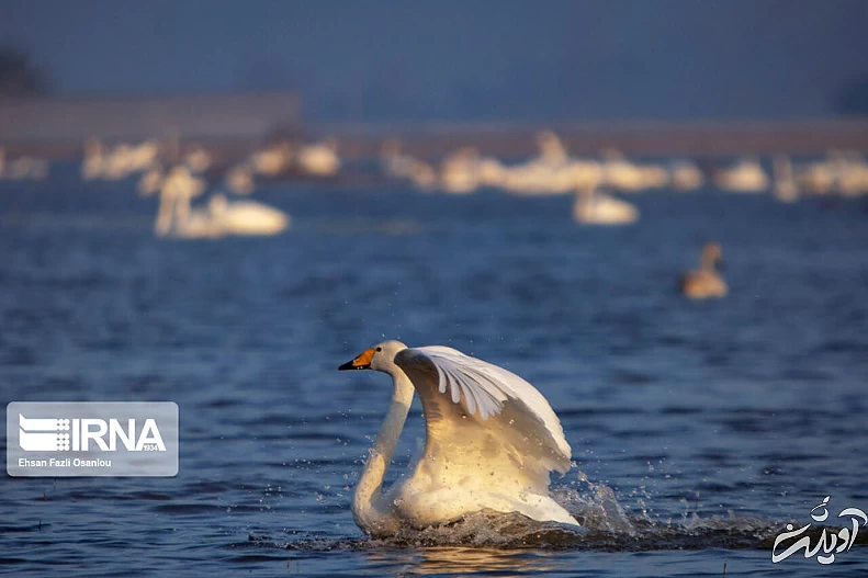 (تصاویر) قوهای فریادکش در تالاب سرخرود